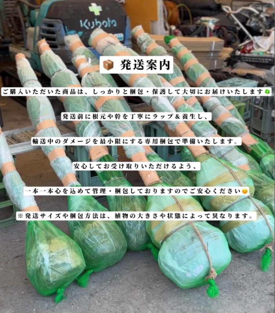 ココスヤシシルバーリーフ【極太】葉先250cm幹回り100cm 幹高50cm