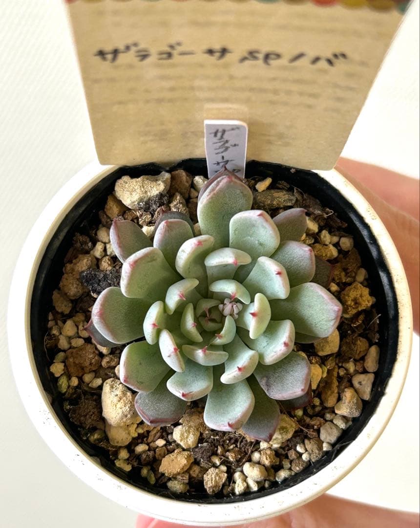 希少 古都の葉さん ザラゴーサSPノバ ポットのままメルカリ便 札付き