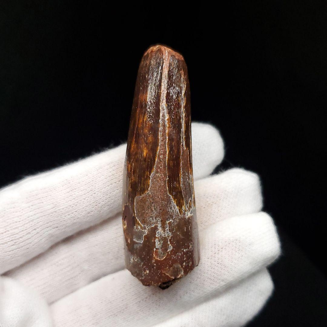 恐竜】スピノサウルス 本物 モロッコ産 53.66mm sp467