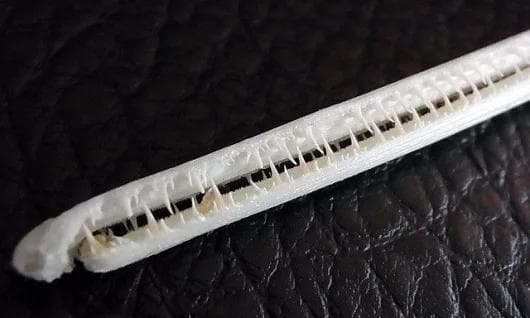 ロングノーズガー　Longnose gar　頭骨 A