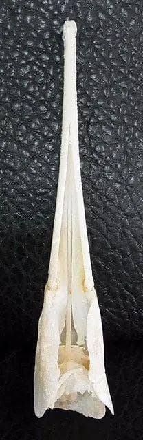 ロングノーズガー　Longnose gar　頭骨 A