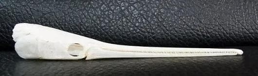 ロングノーズガー　Longnose gar　頭骨 A