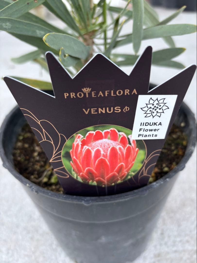 プロテアヴィーナス　ビーナス　希少！