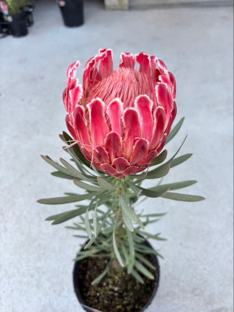 プロテアヴィーナス　ビーナス　希少！