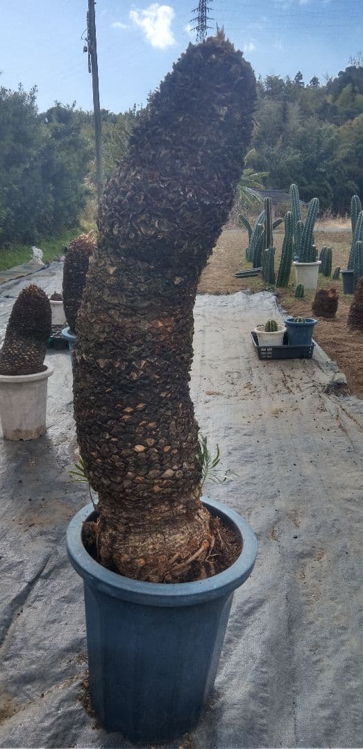 大株主のソテツ 10号プラ鉢(紺色) 高さ(鉢底から1m5cm程)