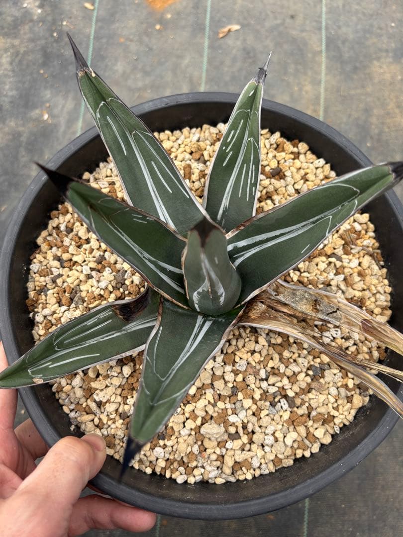 アガベ　笹吹雪　ニッケルシー　珍品　一本棘タイプ　検索　パリー　吉祥天