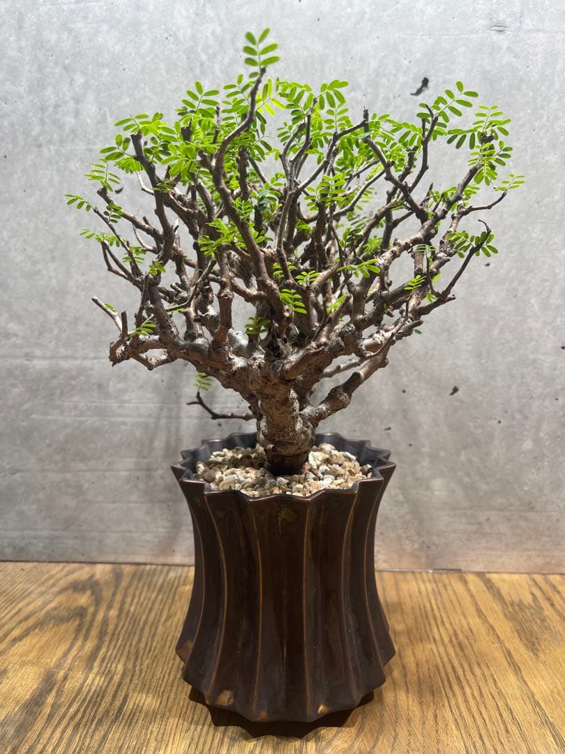 T*u様 センナメリディオナリス実生