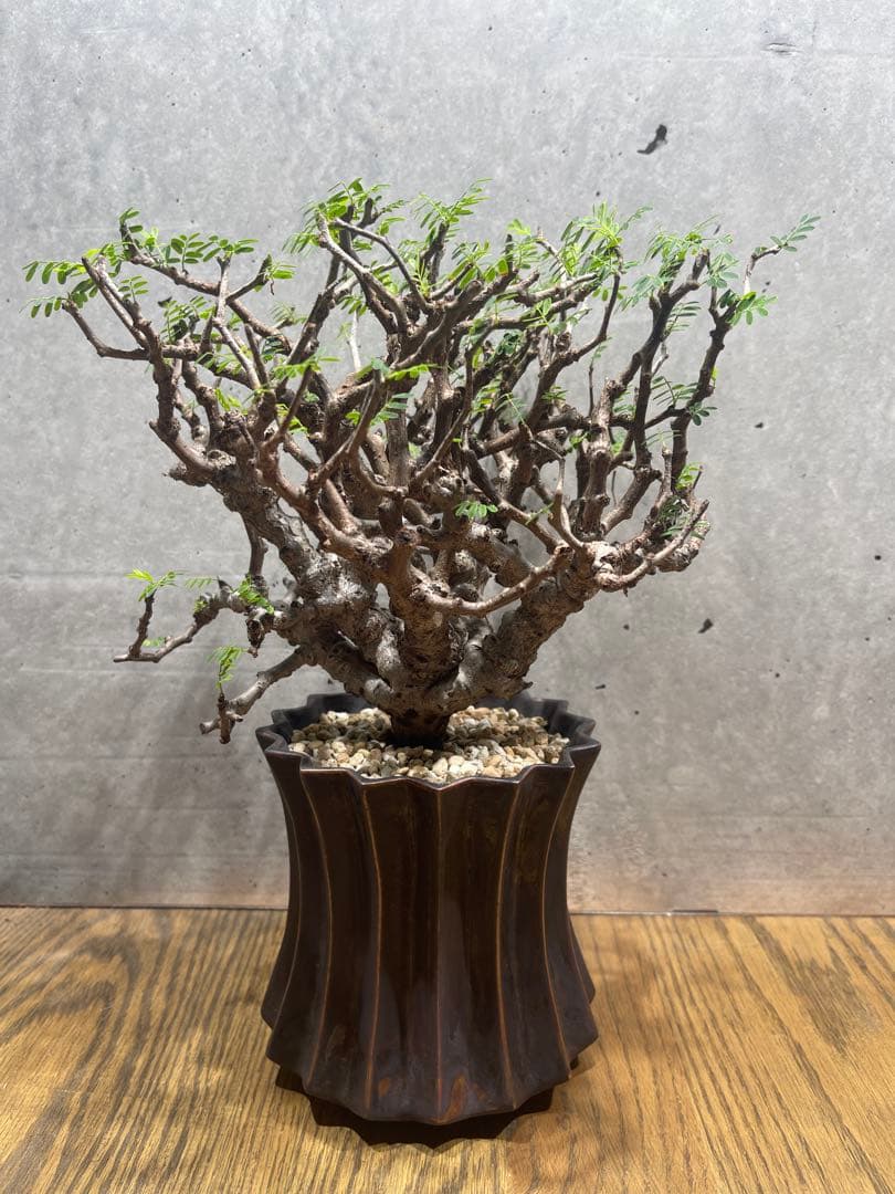 T*u様 センナメリディオナリス実生