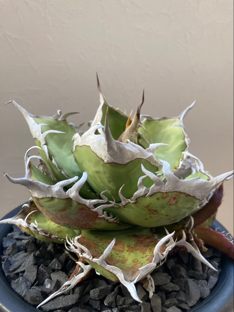 アガベ オテロイ実生選抜子株② オアハカ　チタノタ