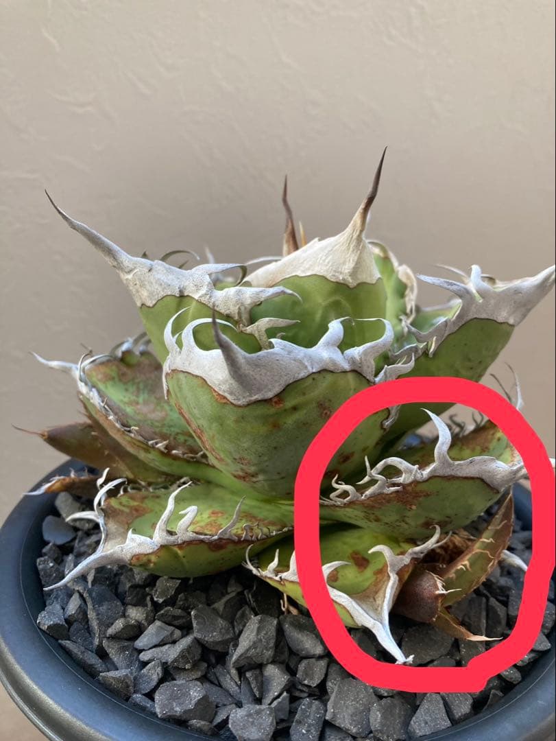 アガベ オテロイ実生選抜子株② オアハカ　チタノタ