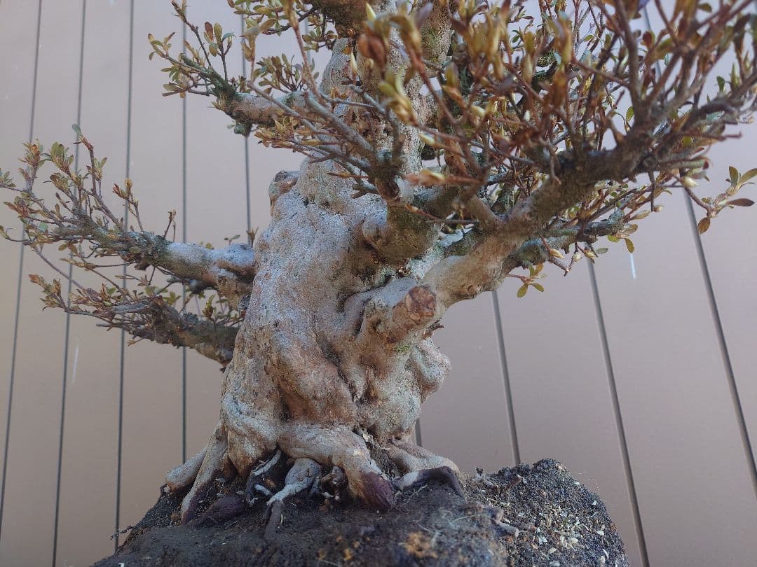 ハ*ル様 盆栽　皐月(五光)　樹高46cm