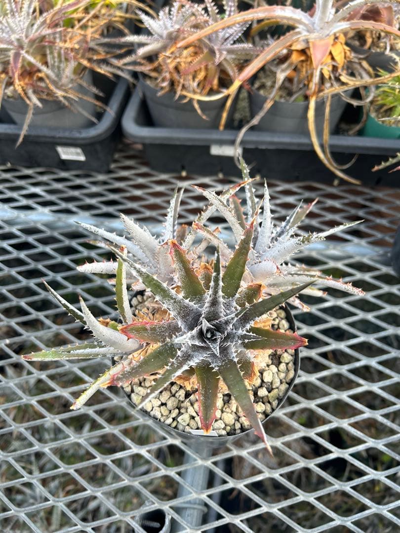 群生 DBディッキア Dyckia Bill Baker hyb #217 ⑴