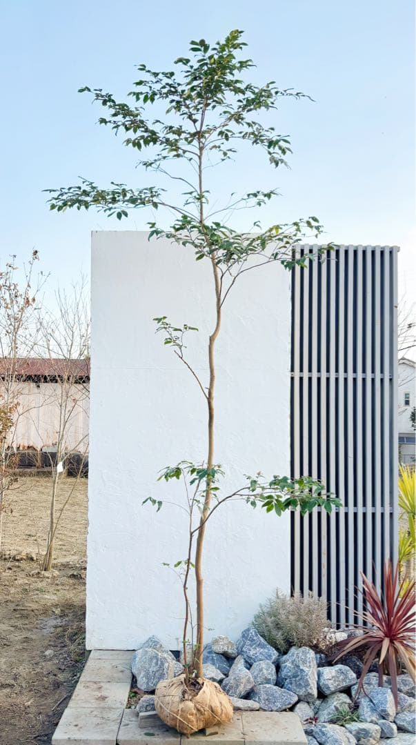 超絶品。山採りヒサカキ株立ち3.6M(鉢底から)品番C