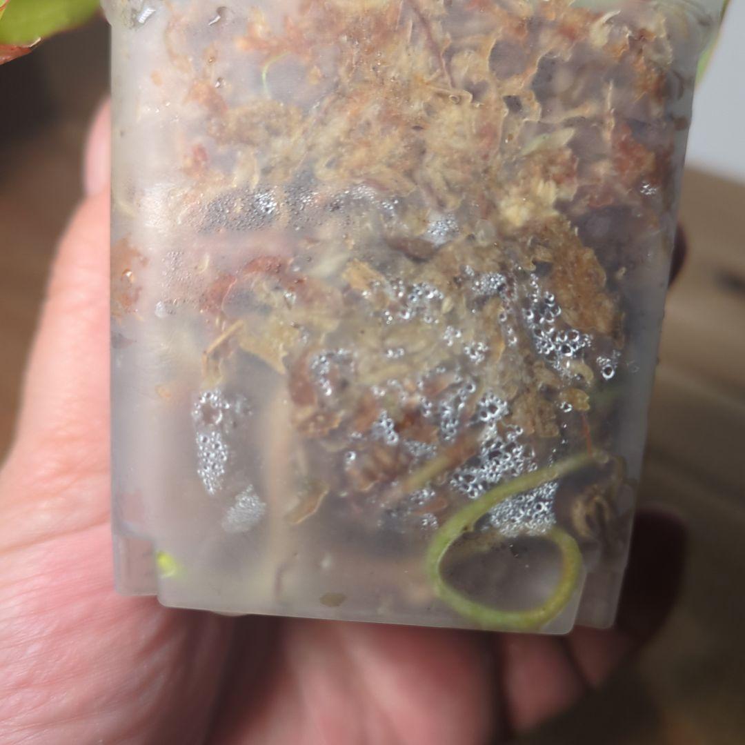 その他観葉植物 Anthurium Crystallinum Variegated