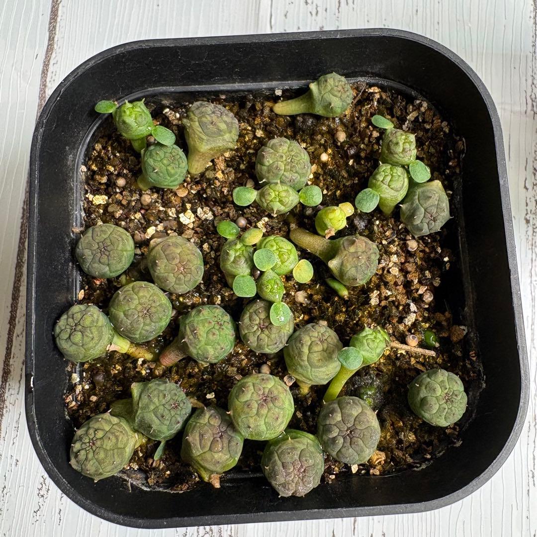 【全31株】実生　ユーフォルビア　オベサ　自家採取　親株写真有り