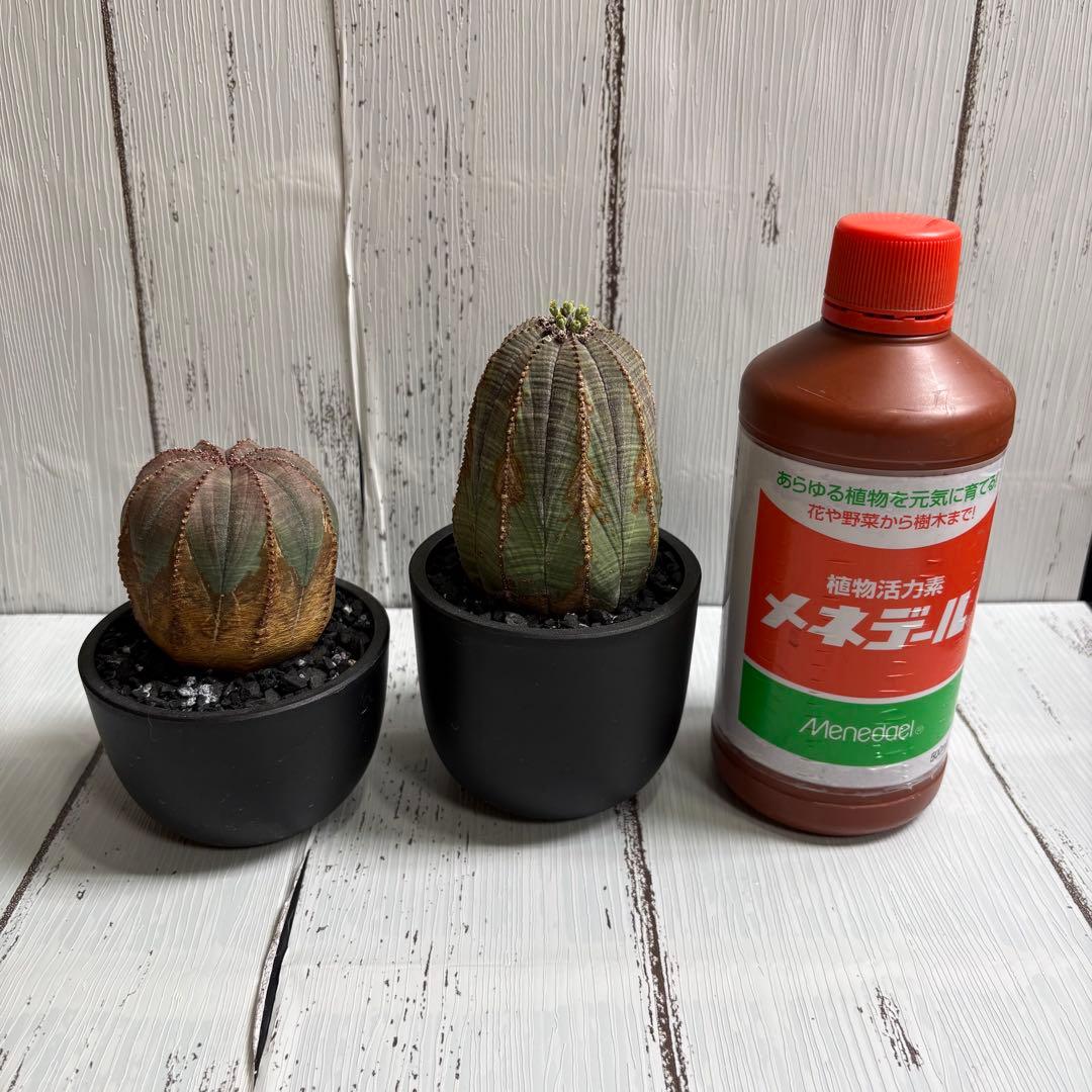 【全31株】実生　ユーフォルビア　オベサ　自家採取　親株写真有り