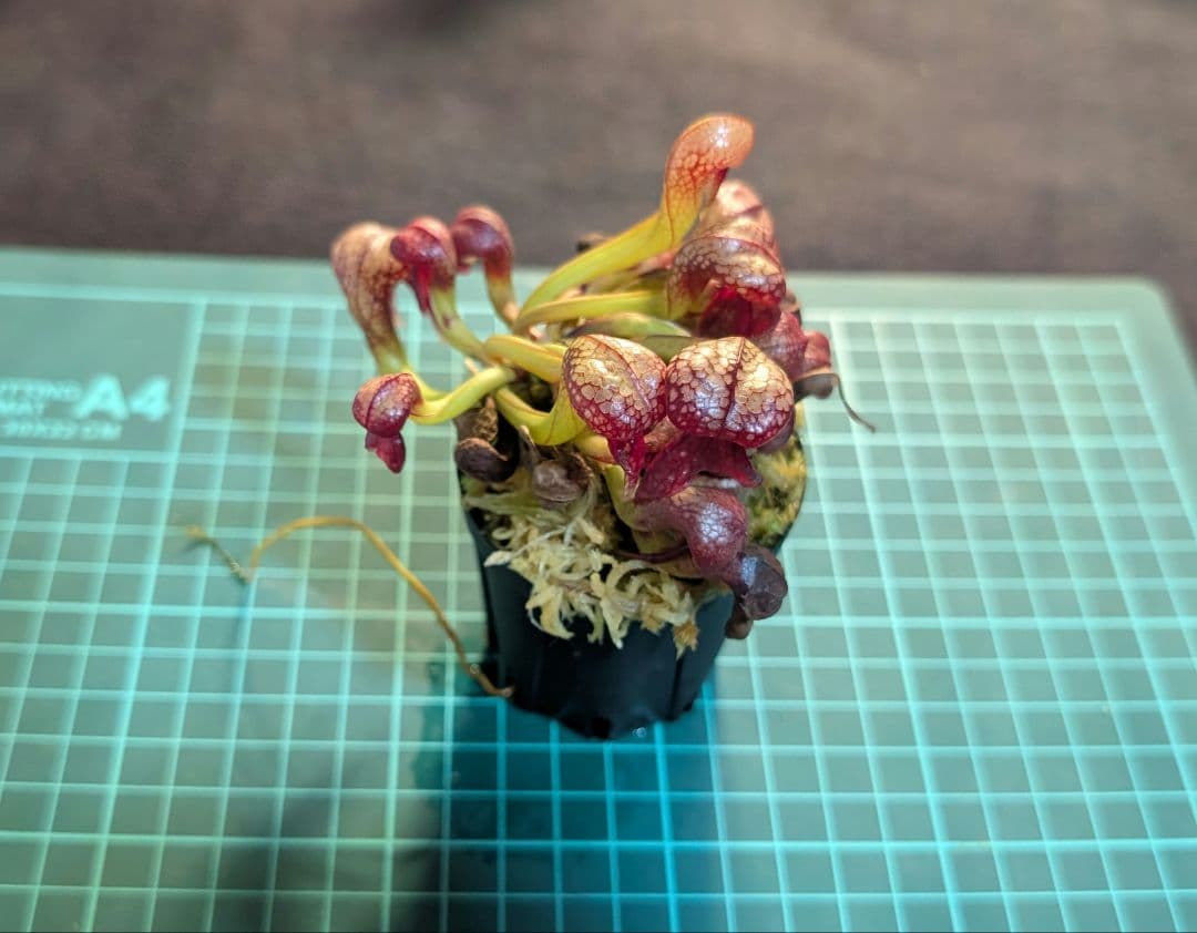 狩*登様 食虫植物 ダーリングトニア・カリフォルニカ 【速達】