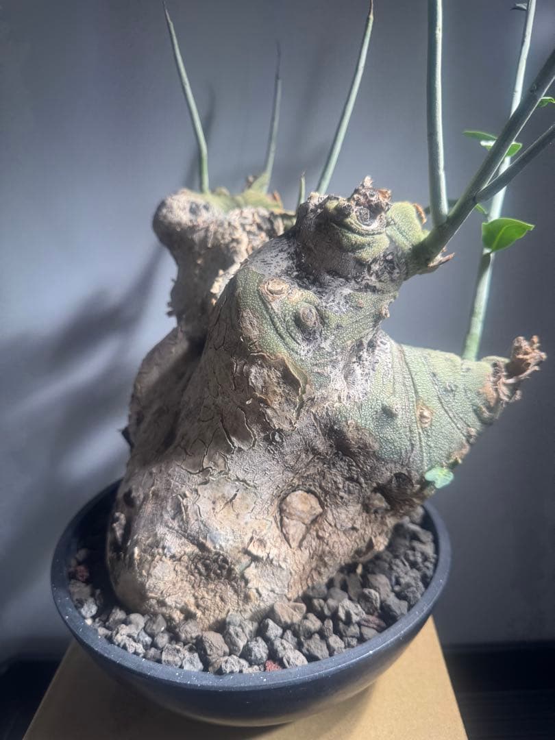 アデニア　ペチュエリー　現地球　発根済　塊根植物　コーデックス