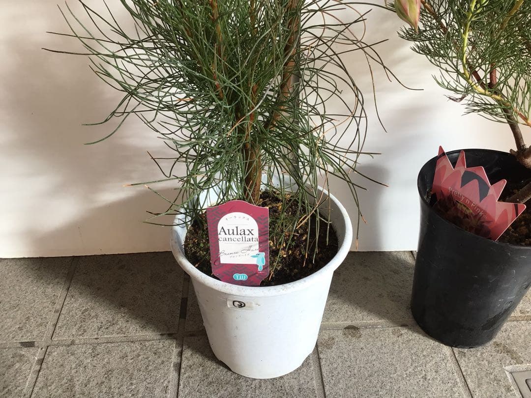 Sao‼︎ 2個お纏め商品