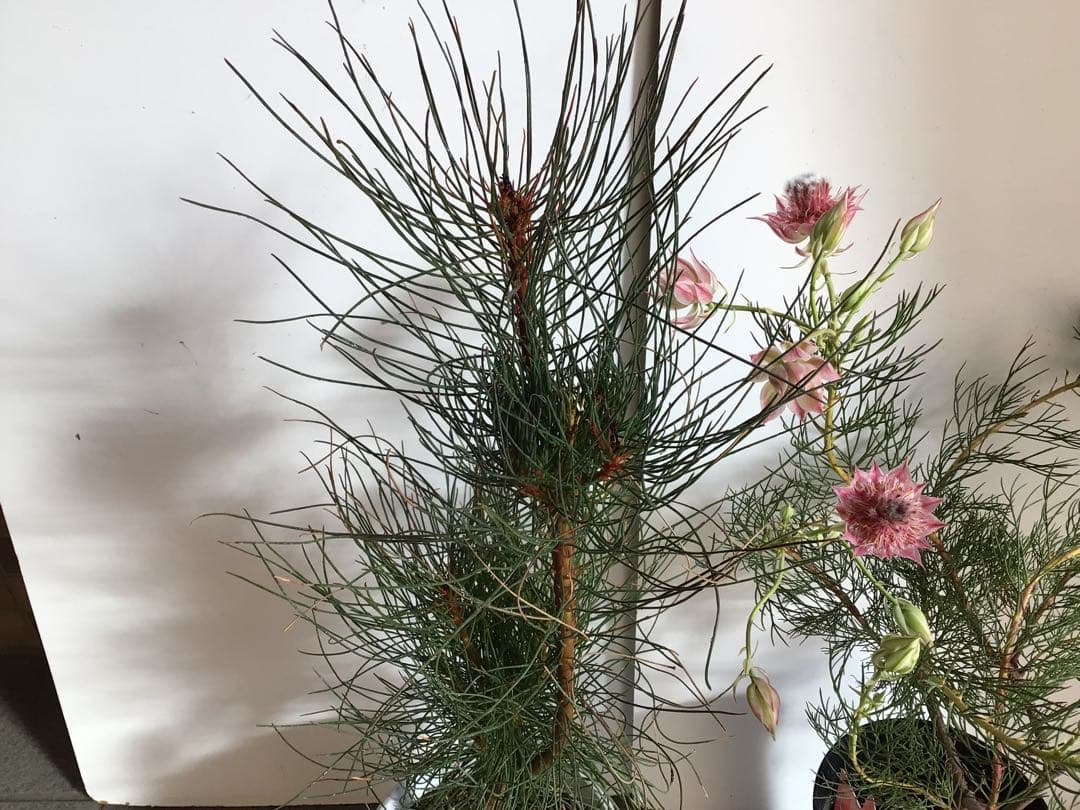 Sao‼︎ 2個お纏め商品