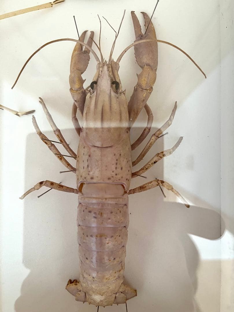 大アカザエビ　ウチダザリガニ 標本3体　ドイツ箱入り