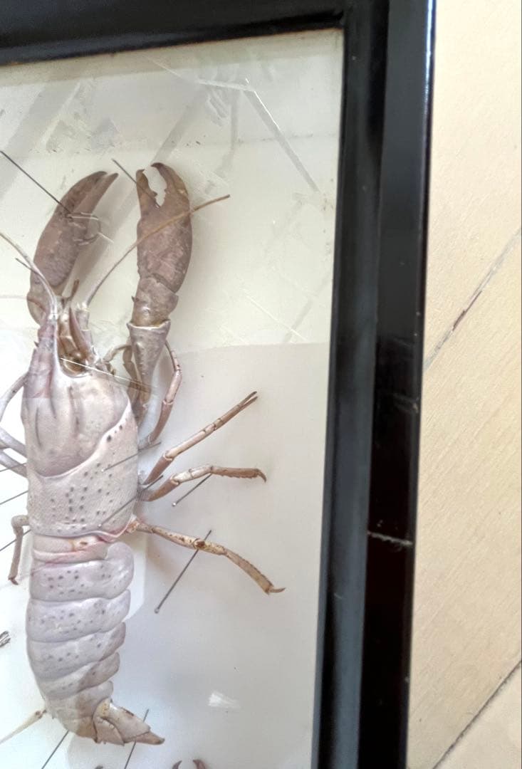 大アカザエビ　ウチダザリガニ 標本3体　ドイツ箱入り