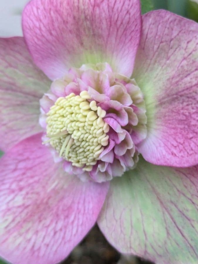 極美バイカラー！広瀬園芸 クリスマスローズ セミダブル★ピンク×ライムベイン