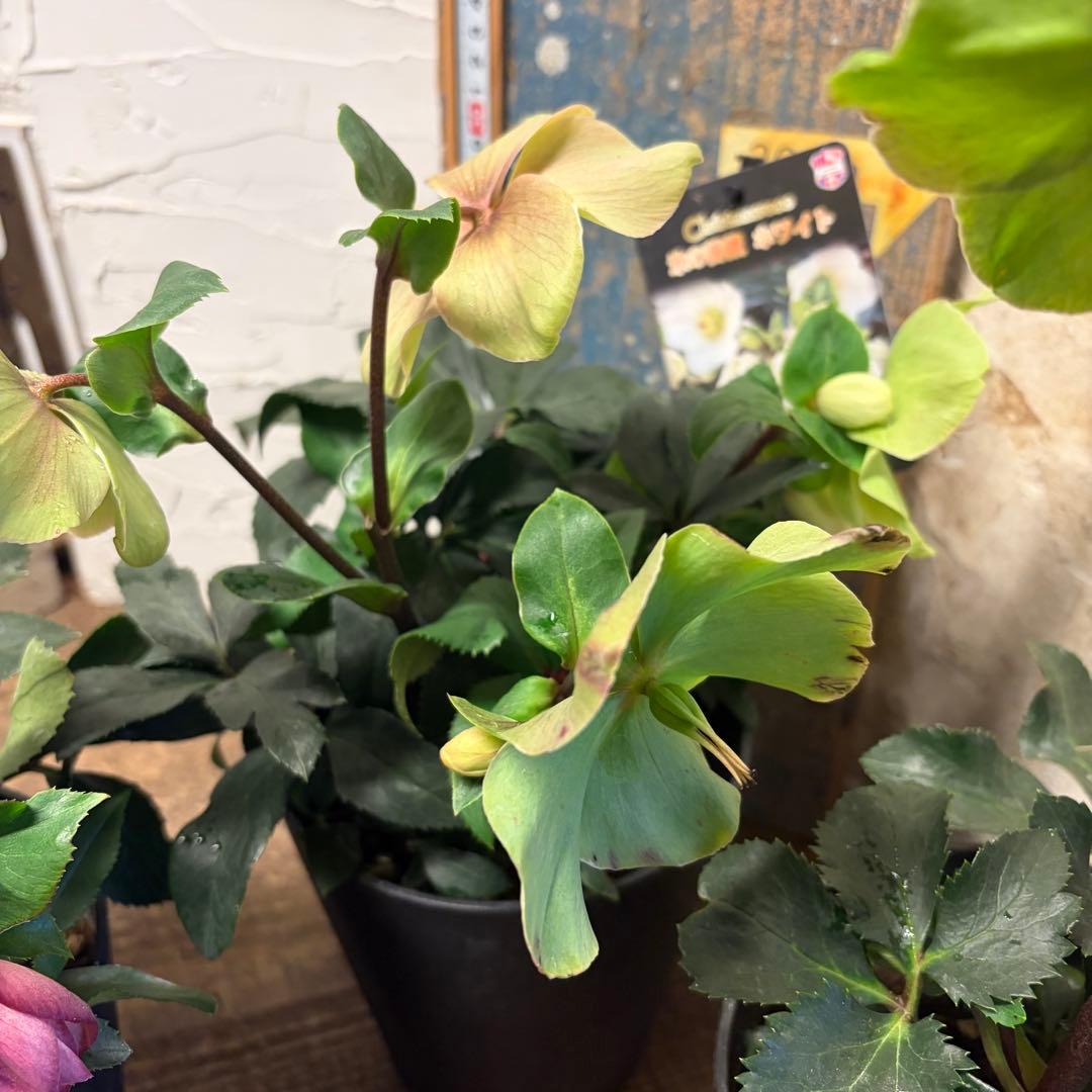 【特選】　クリスマスローズ　氷の薔薇　5寸4種4鉢　ガーデニング