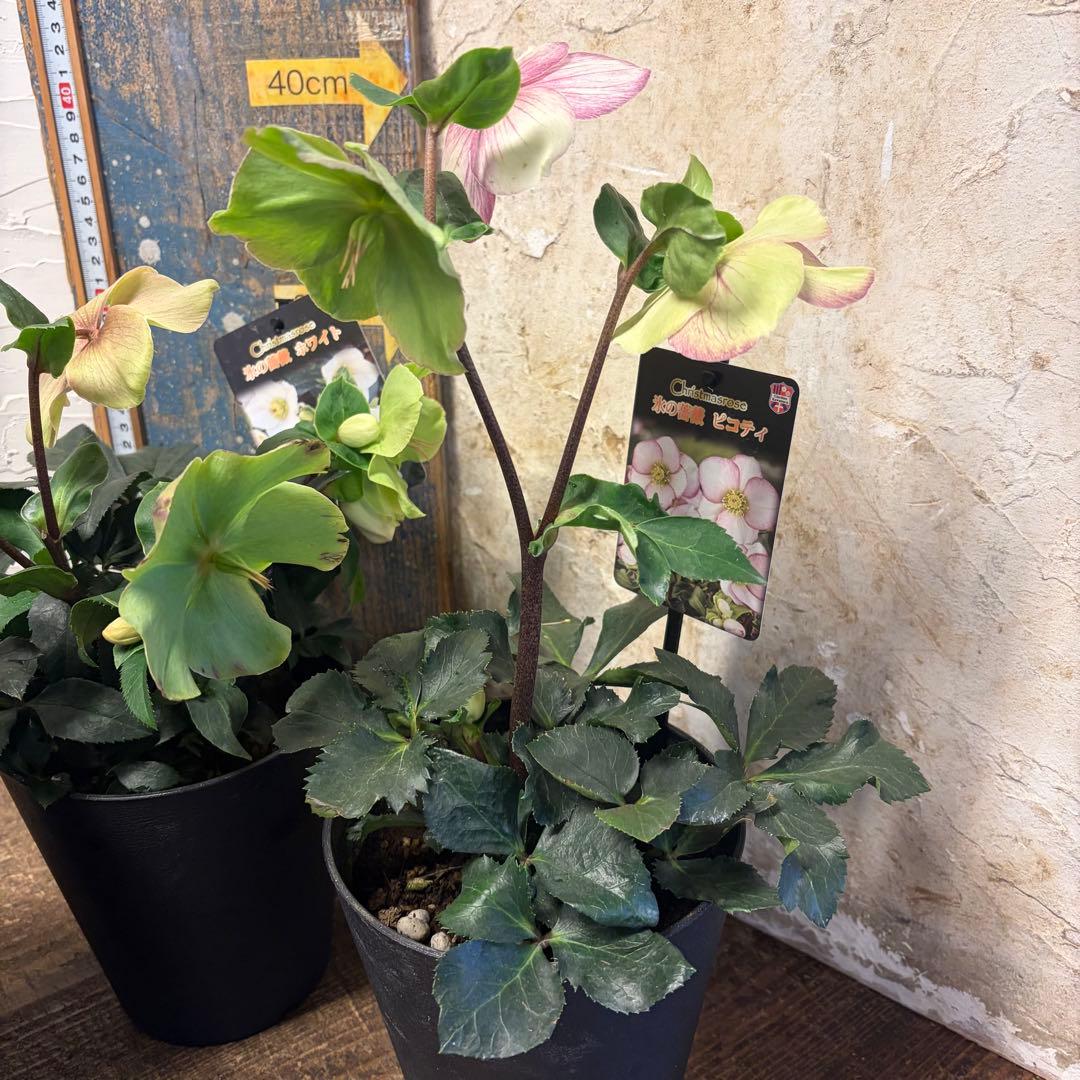 【特選】　クリスマスローズ　氷の薔薇　5寸4種4鉢　ガーデニング