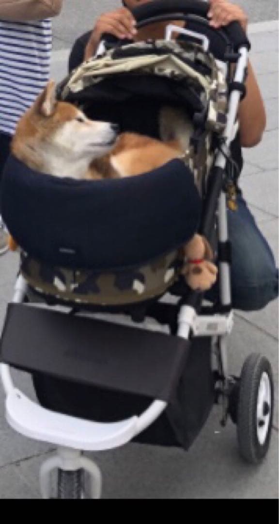 エアーバギー　DOME3ラージ 引き取りお値下げ可