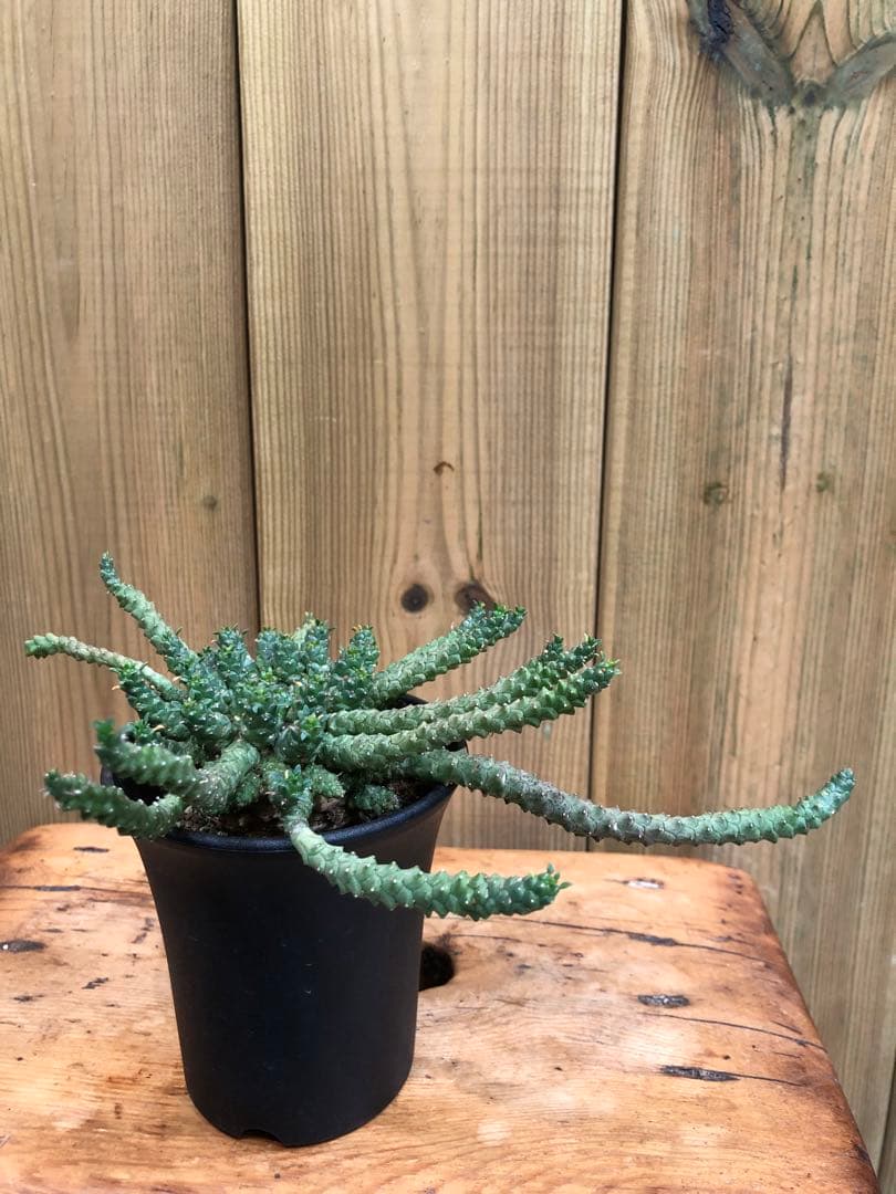 ユーフォルビア・ゴルゴニス