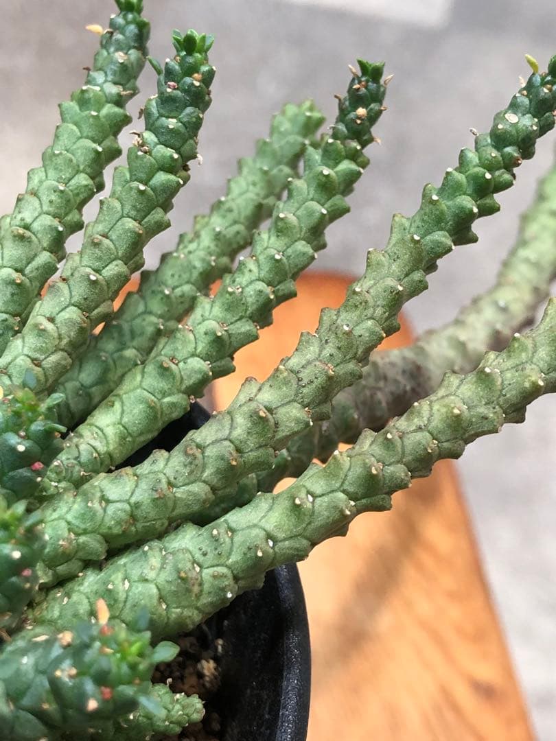 ユーフォルビア・ゴルゴニス