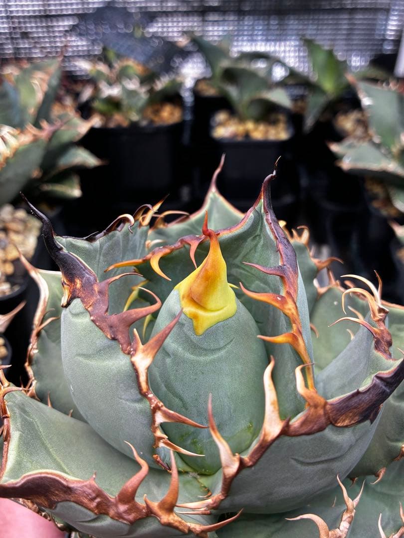 AGAVE OTEROI 実生株（青葉系）