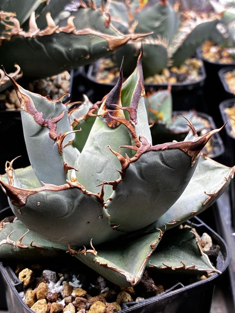 AGAVE OTEROI 実生株（青葉系）