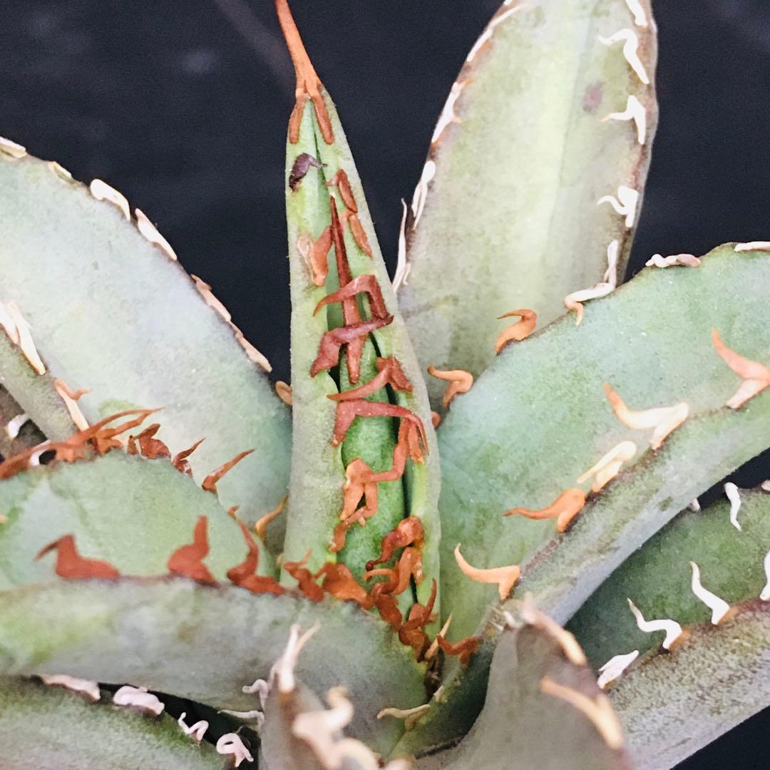 【高騰品種】1 白銀金剛 極上白棘 アガベチタノタ SilverKingKong