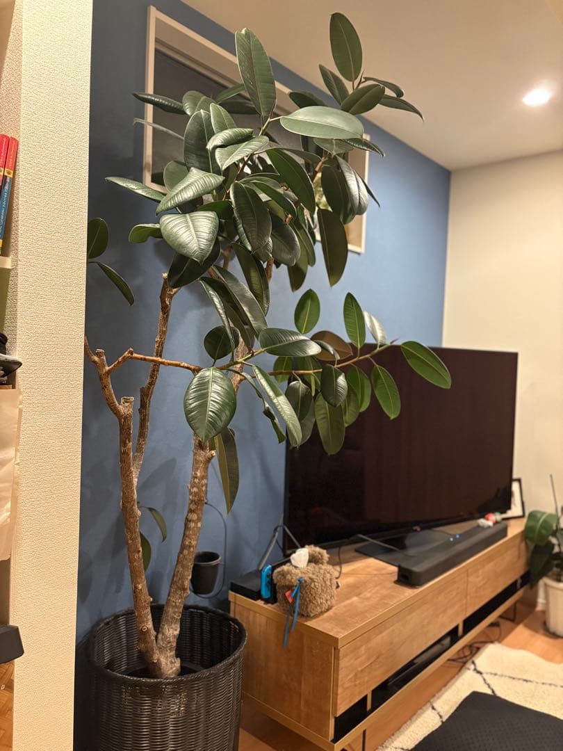 引き取り限定！フィカス 約2m 大型観葉植物　フィカスバーガンディー