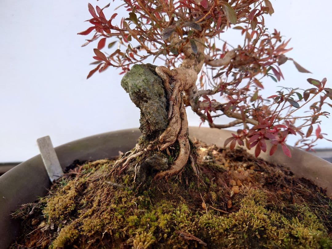 盆栽　皐月(関守の采の八重)　上下24cm