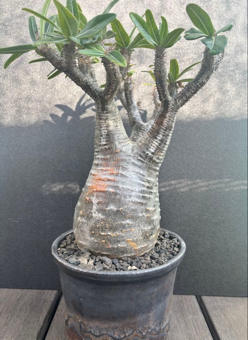 グラキリス現地球(発根済み・信楽焼の鉢付き)