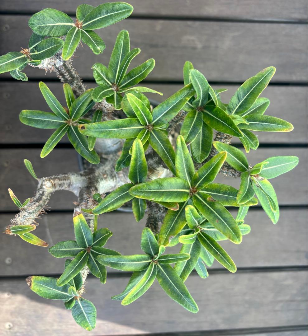 グラキリス現地球(発根済み・信楽焼の鉢付き)