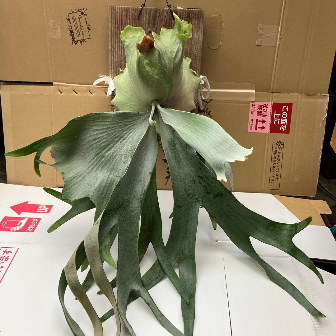 ビカクシダP. Saikeaw サイケオ　親株　傷あり