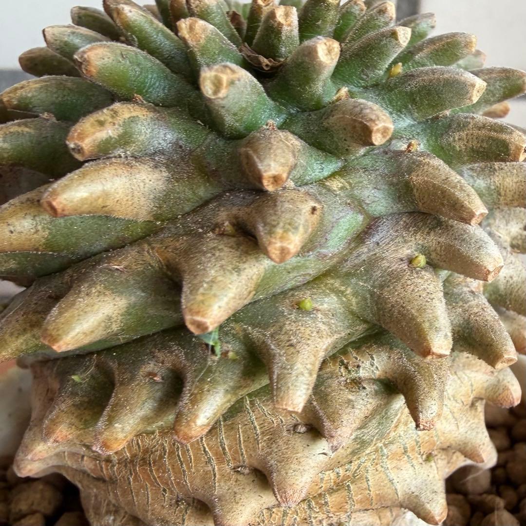 Q*P様 ユーフォルビア ホリダ×鉄甲丸 ホリダ鉄甲 ホリ鉄