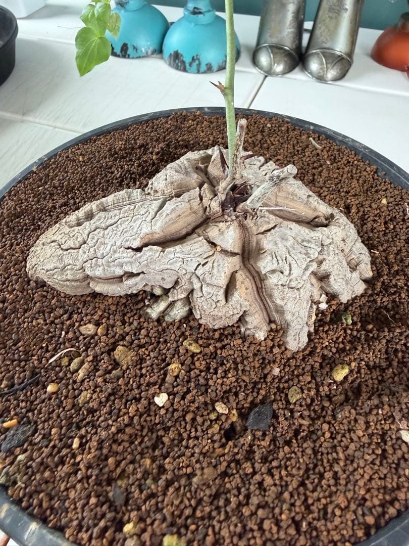アフリカ亀甲竜 / ディオスコレア 塊根 コーデックス 多肉 冬型