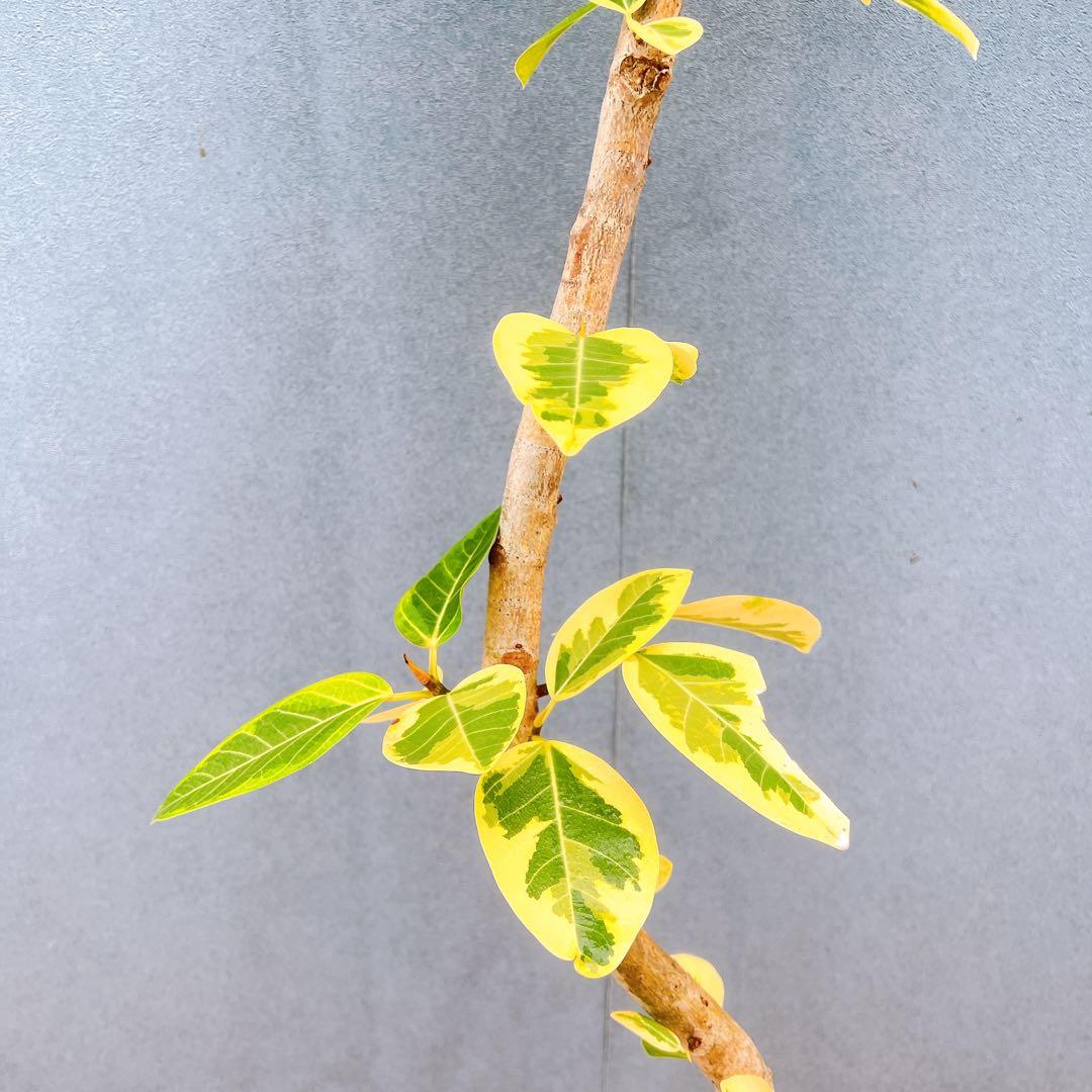 現品　フィカス　ゴムの木　アルテシマ　曲がり　5番　観葉植物　インテリアグリーン