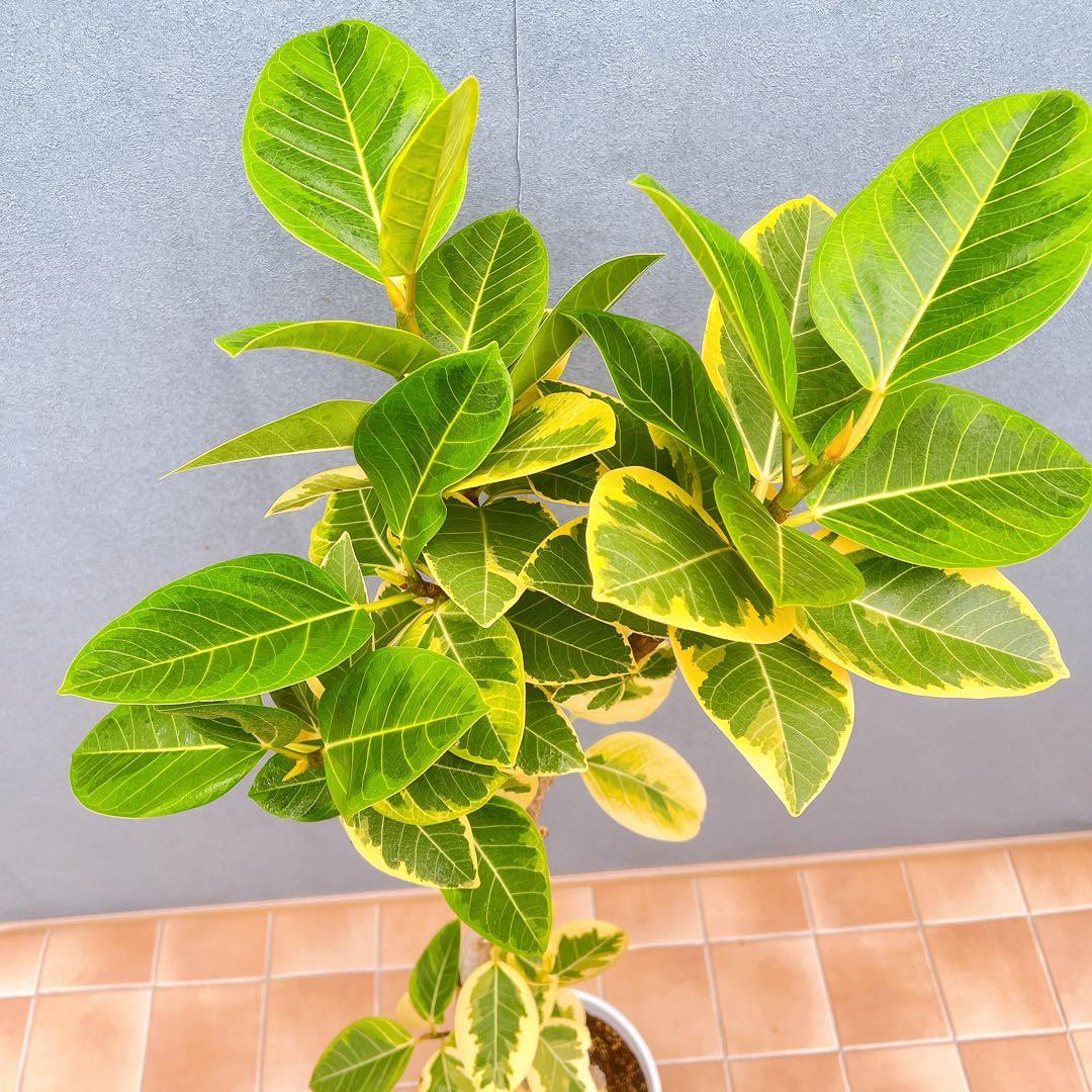 現品　フィカス　ゴムの木　アルテシマ　曲がり　5番　観葉植物　インテリアグリーン