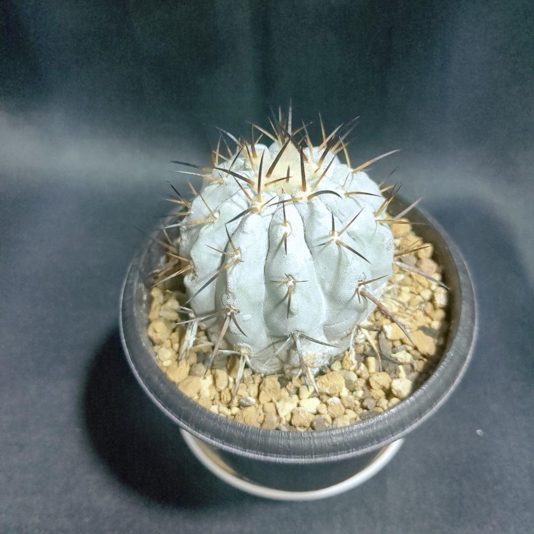 現地球　輸入株　カキコ　Copiapoa　コピアポア シネレア　黒王丸