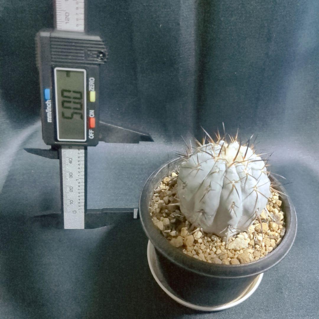 現地球　輸入株　カキコ　Copiapoa　コピアポア シネレア　黒王丸