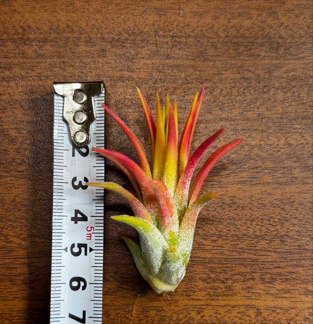 チランジア　マヤントーテムポール