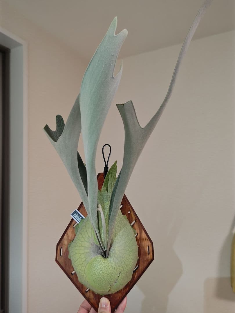 ビカクシダ　ベイチー