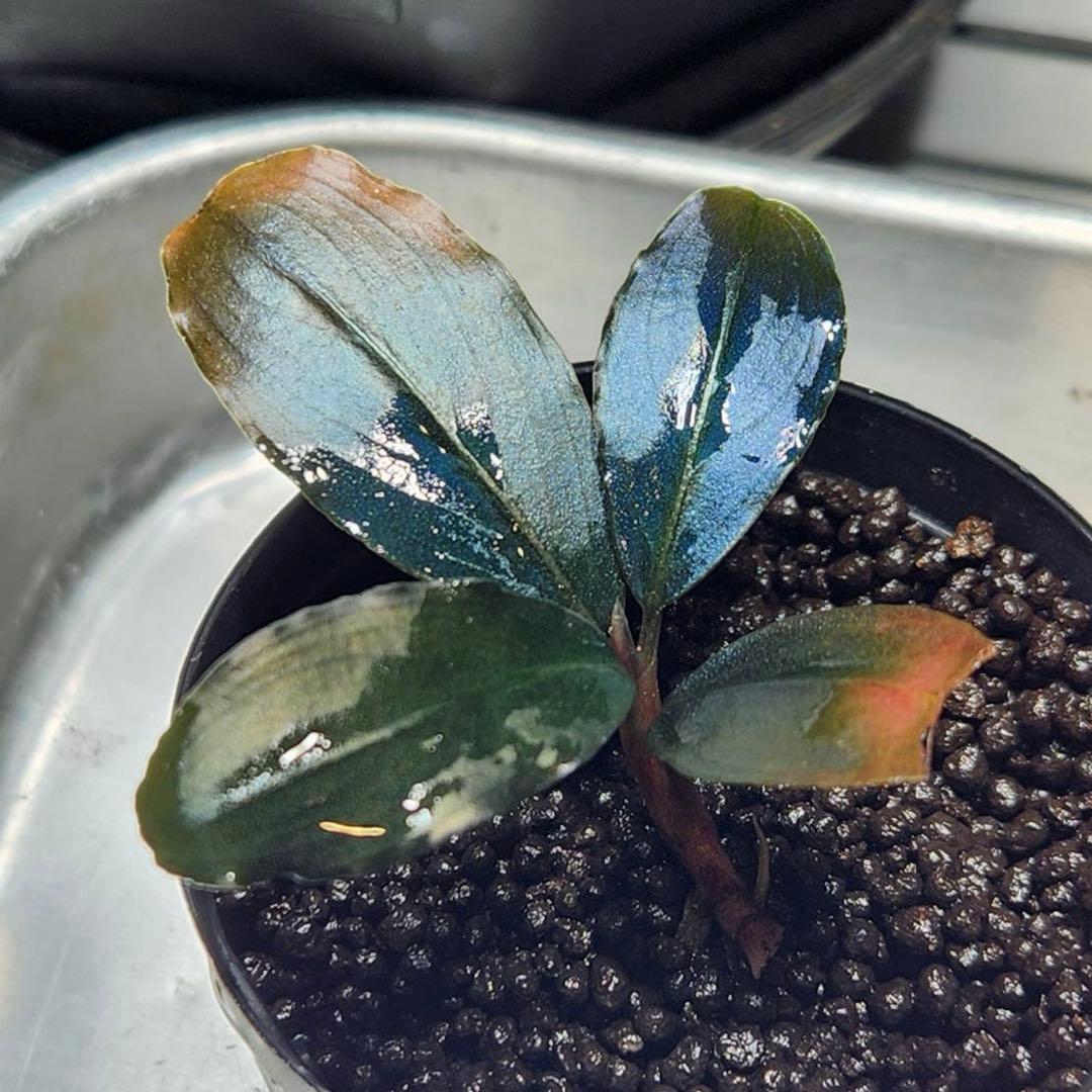 ブセファランドラ　sp.Rainbow shine レインボーシャイン　水上葉