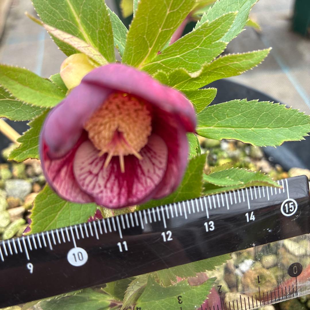 クリスマスローズ　レッドネオン　６寸 優良株